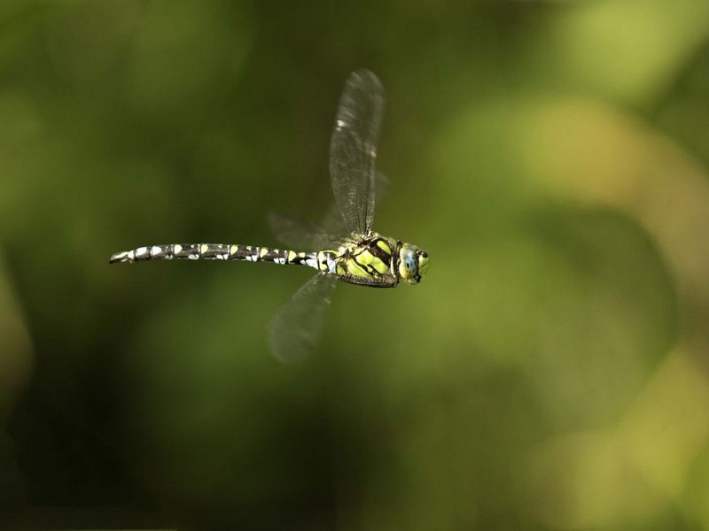 Wildlife Courses and Walks in August 2017